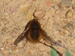Bombyliinae