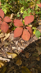 Parthenocissus quinquefolia