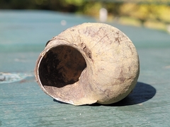 Cipangopaludina chinensis