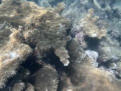 Acropora palmata
