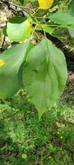 Malus prunifolia