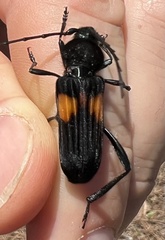 Tragidion coquus