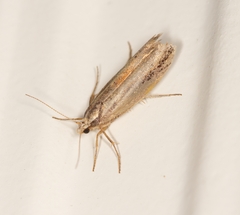 Ypsolopha parenthesella