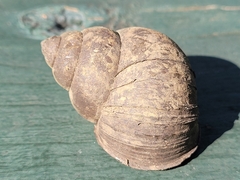 Cipangopaludina chinensis