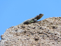 Tropidurus spinulosus
