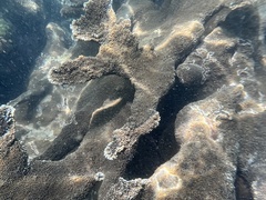 Acropora palmata