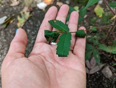 Synolabus nigripes
