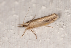 Ypsolopha parenthesella