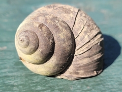 Cipangopaludina chinensis