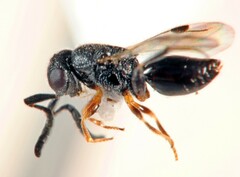 Megaspilidae
