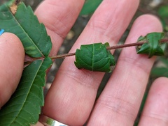 Synolabus nigripes
