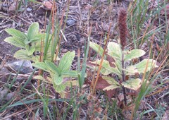 Verbena stricta