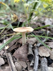 Lentinus flexipes