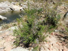 Colletia spinosissima