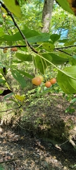 Malus prunifolia