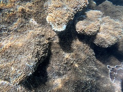 Acropora palmata