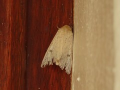 Helicoverpa armigera