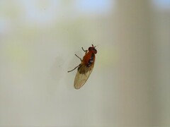 Drosophilidae