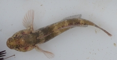 Gobius paganellus