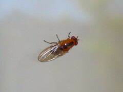 Drosophilidae