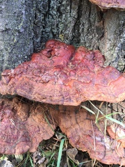 Ganoderma sessile