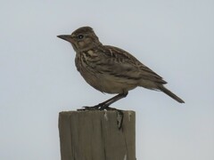 Galerida magnirostris magnirostris