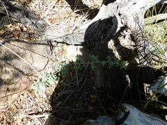 Microliabum candidum