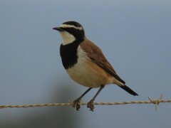 Oenanthe pileata pileata
