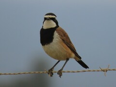 Oenanthe pileata pileata