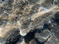 Acropora palmata