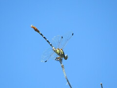Erpetogomphus compositus