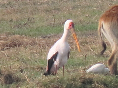 Mycteria ibis