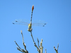 Erpetogomphus compositus