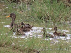 Anas undulata undulata