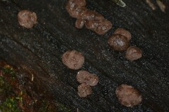 Elaphomyces