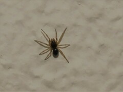 Araneomorphae
