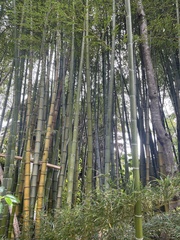 Phyllostachys