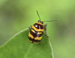 Cryptocephalus trizonatus