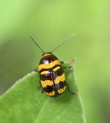 Cryptocephalus trizonatus