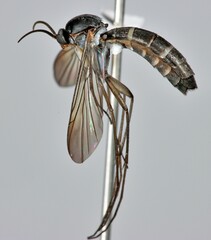 Keroplatidae