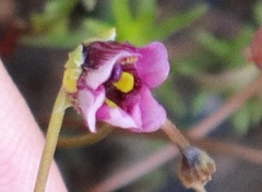 Diascia capensis