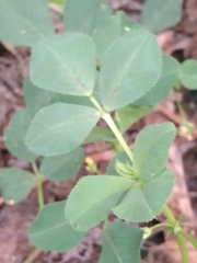 Medicago polymorpha