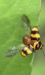 Cryptocephalus trizonatus