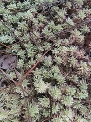 Sphagnum magellanicum