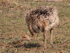 Struthio camelus australis