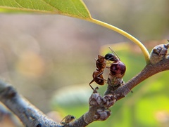 Callirhytis perditor