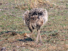 Struthio camelus australis