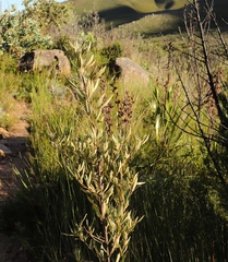 Searsia angustifolia