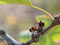 Callirhytis perditor