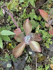 Echeveria gibbiflora